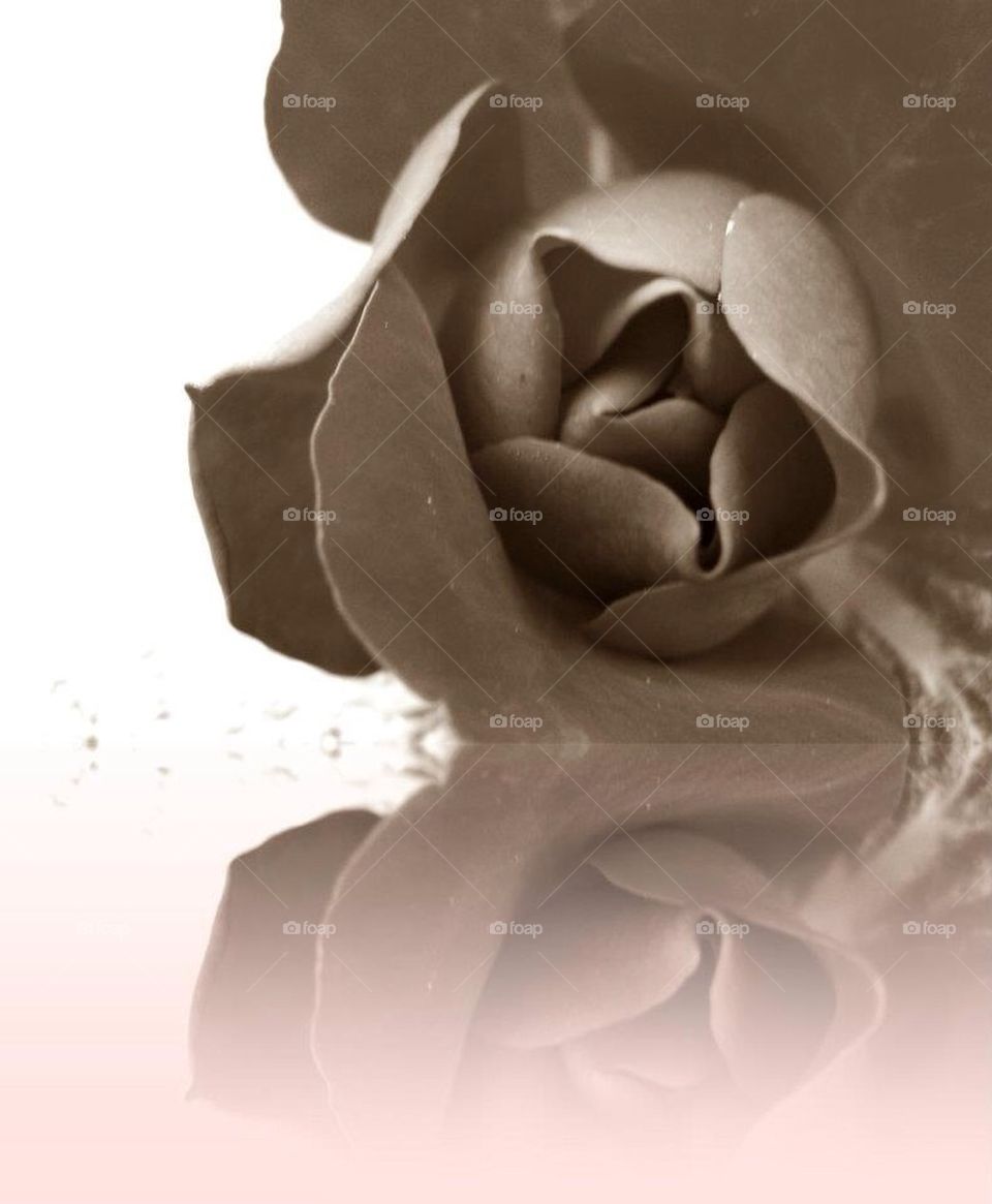 Rose reflection