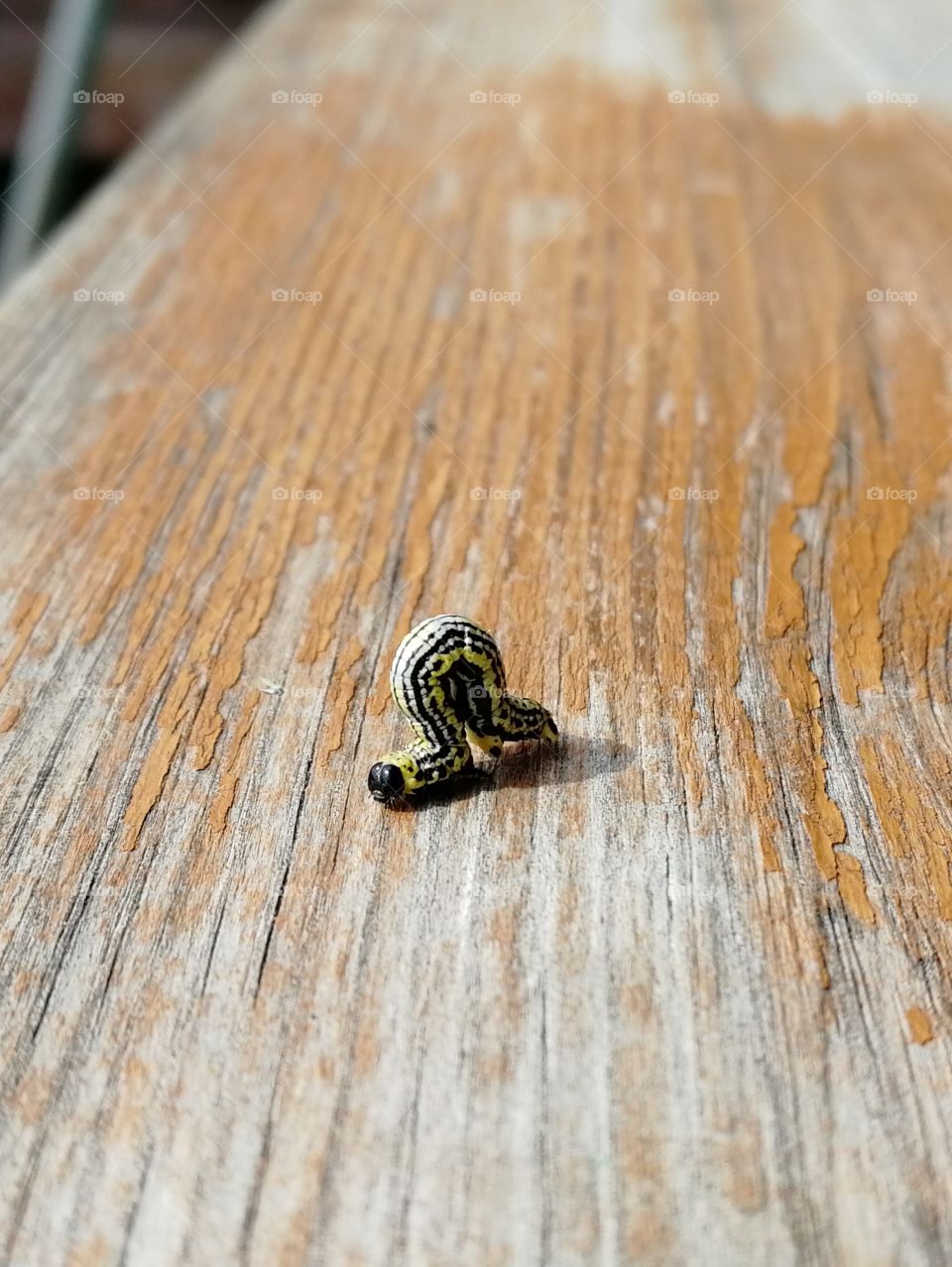 Moth variegated elm (forest)