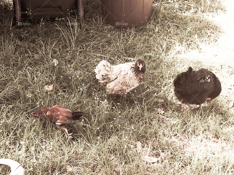 Just Us Chickens! 