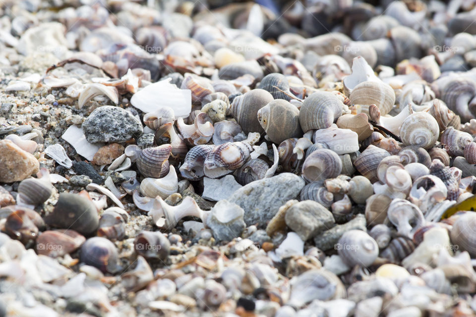 Sea shells beach 