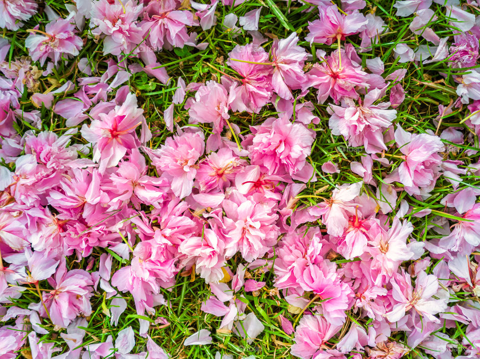 Pink Sakura cherry flower heads and petals on green grass creating natural background.