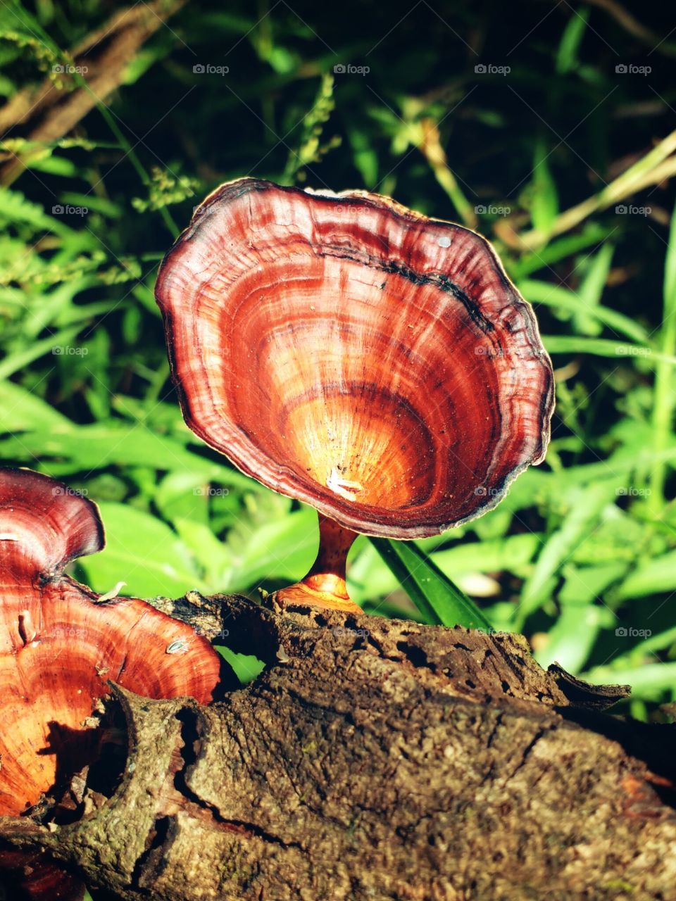 tree mushroom