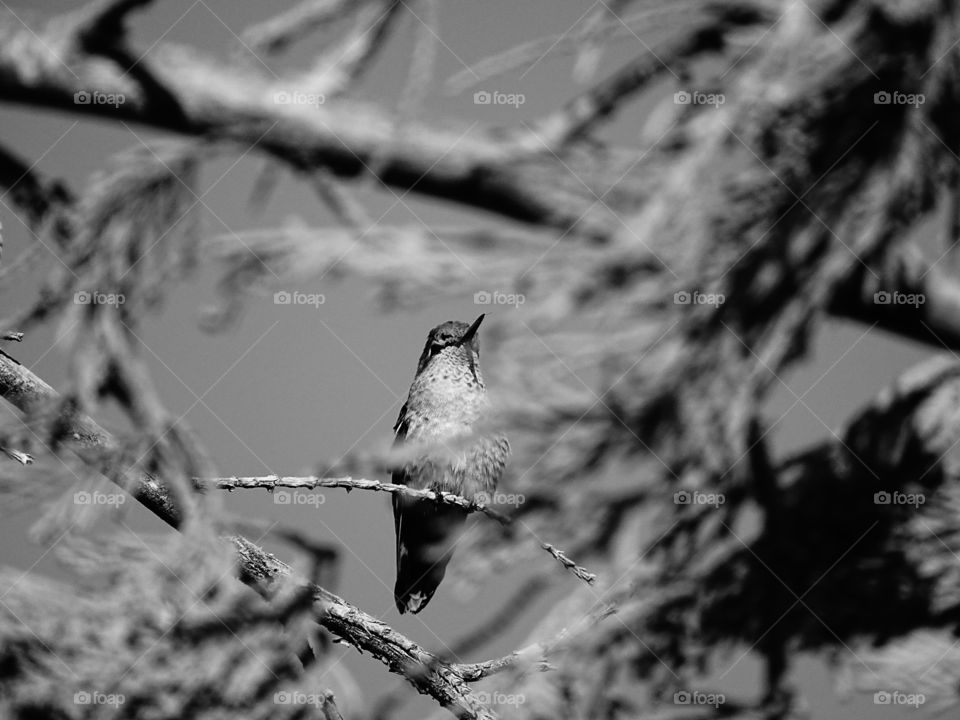 Hummingbird perching on tree branch