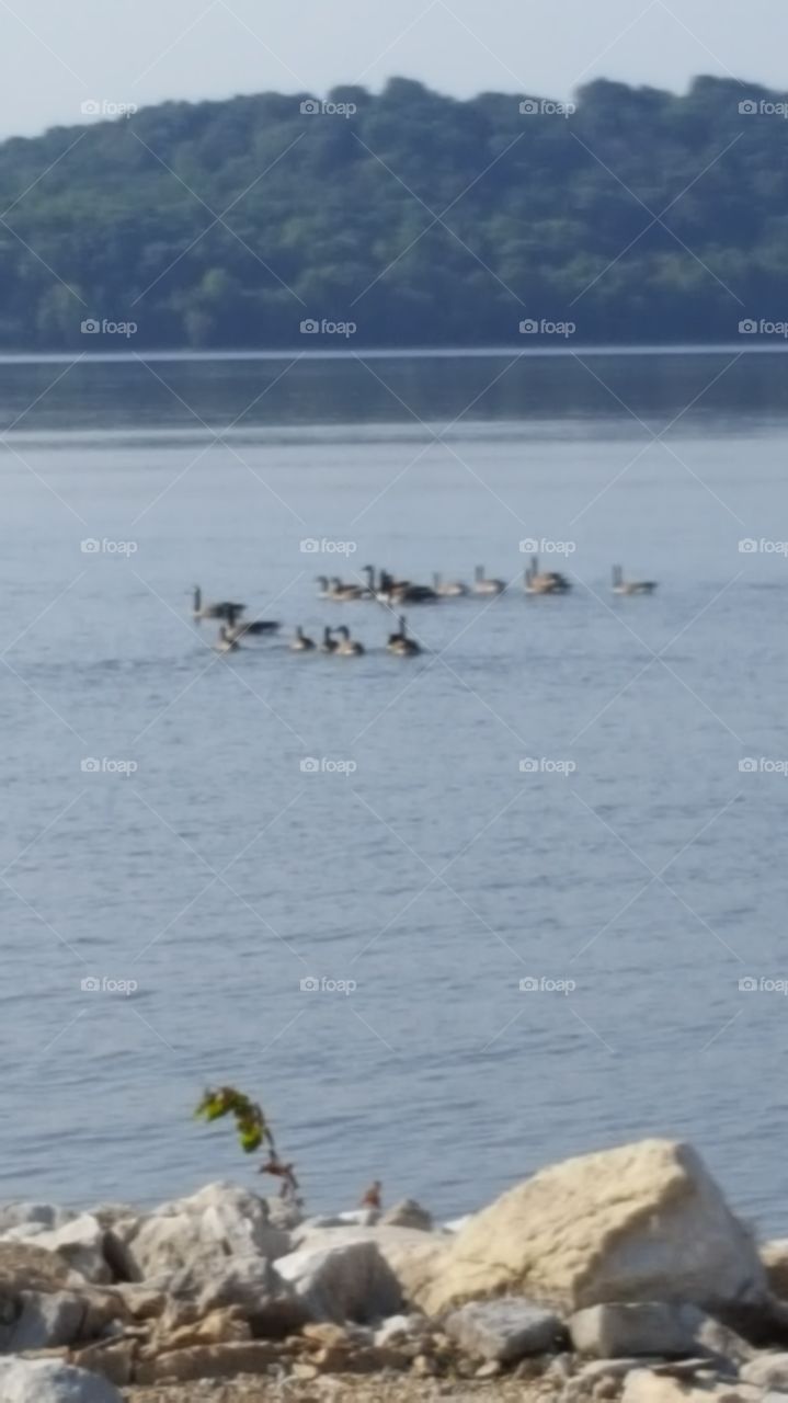 geese in the river
