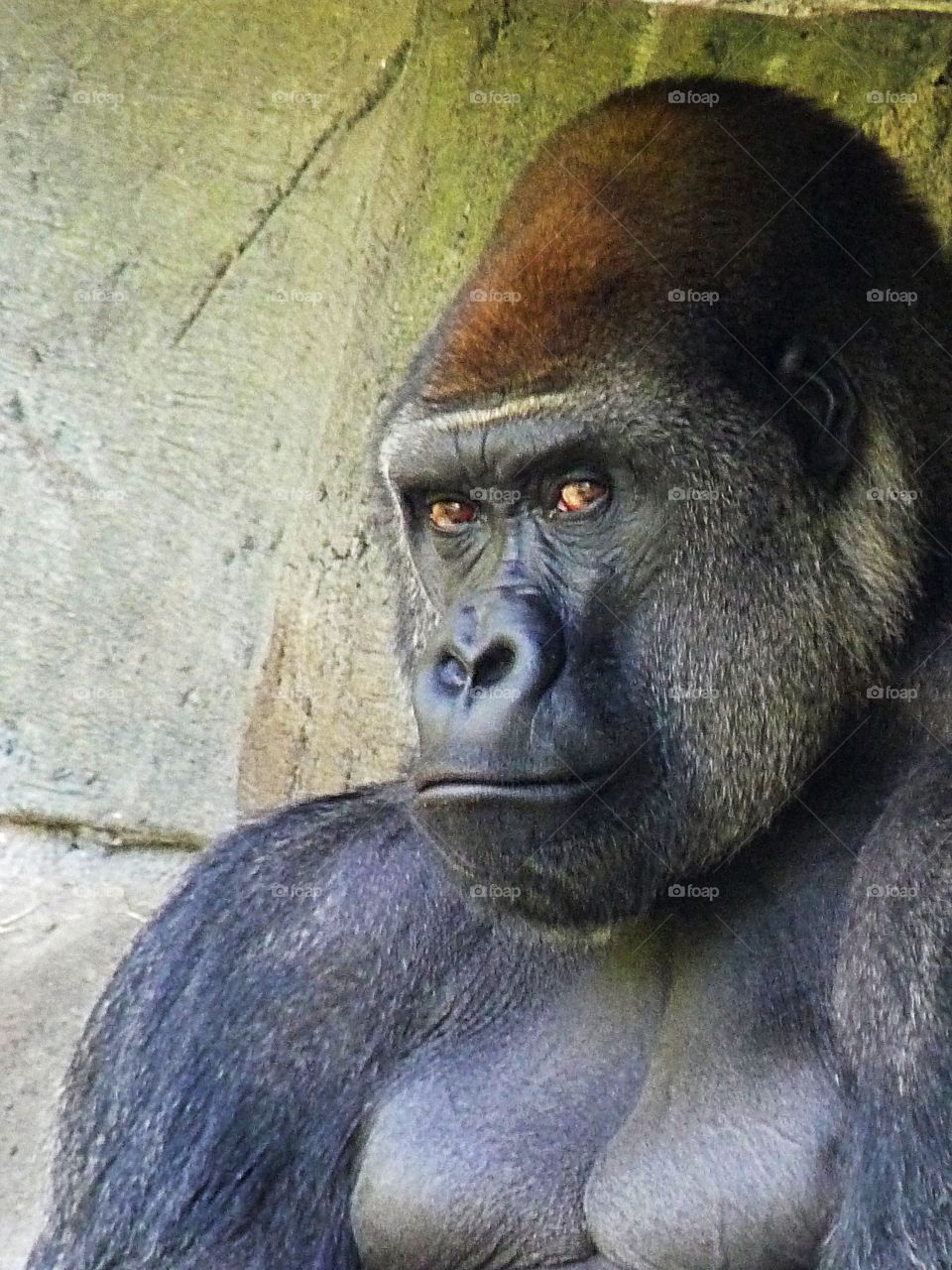 Gorilla with a serious expression.
