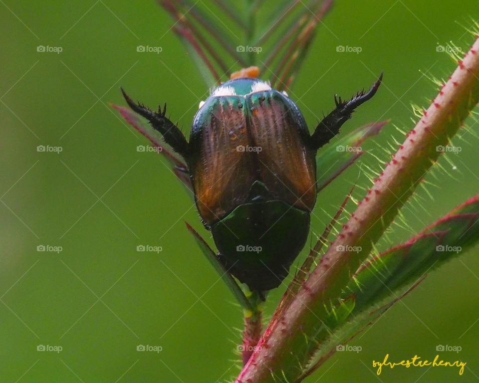 sleeping beetle