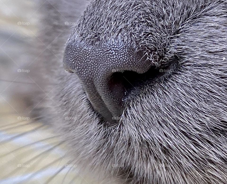Close up of the nose of a grey house cat