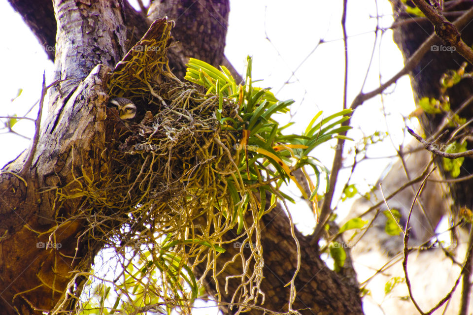 Owl in nest, forest, wildlife