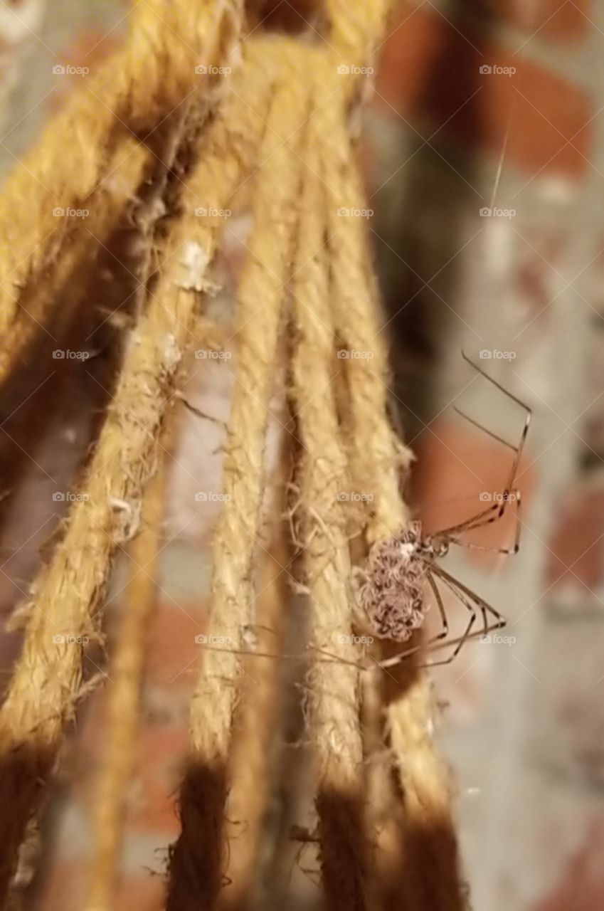Itsy Bitsy Spider... and its babies!