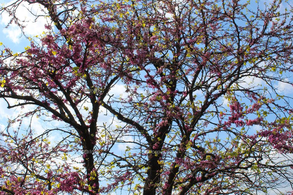 Close up of beautiful Cercis siliquastrum,  tree with pink flowers.  Springtime