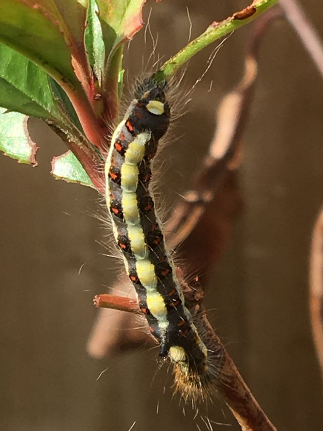 Caterpillar