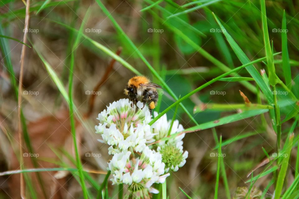 Bee