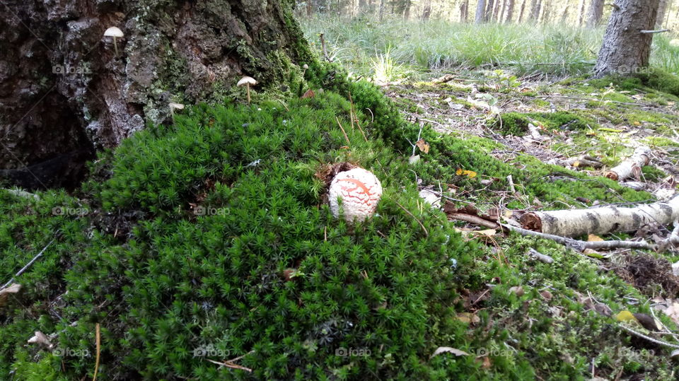 beautiful forest