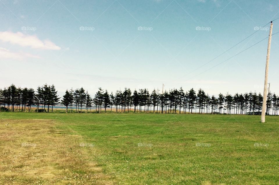 Landscape with trees in PEI 