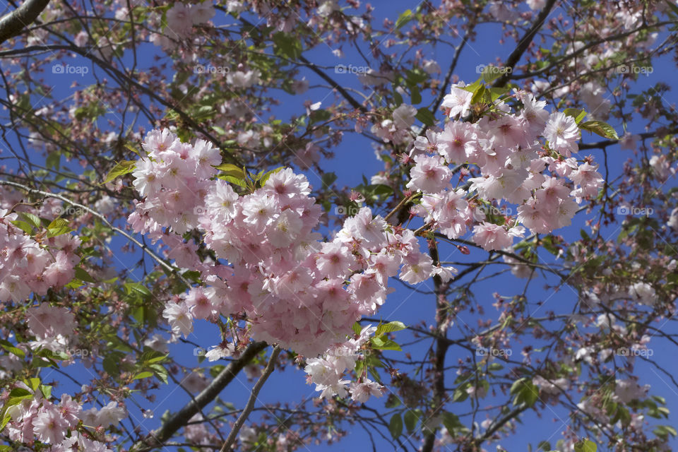 Japanese cherry blossoms