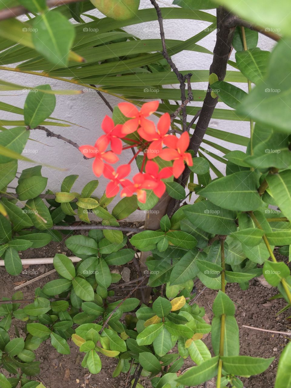 Orange/Peach Blossom 