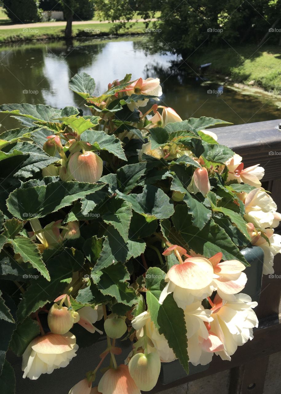 Flowers on a bridge over cool water