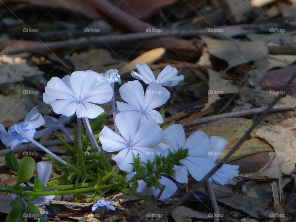 Blue flowers