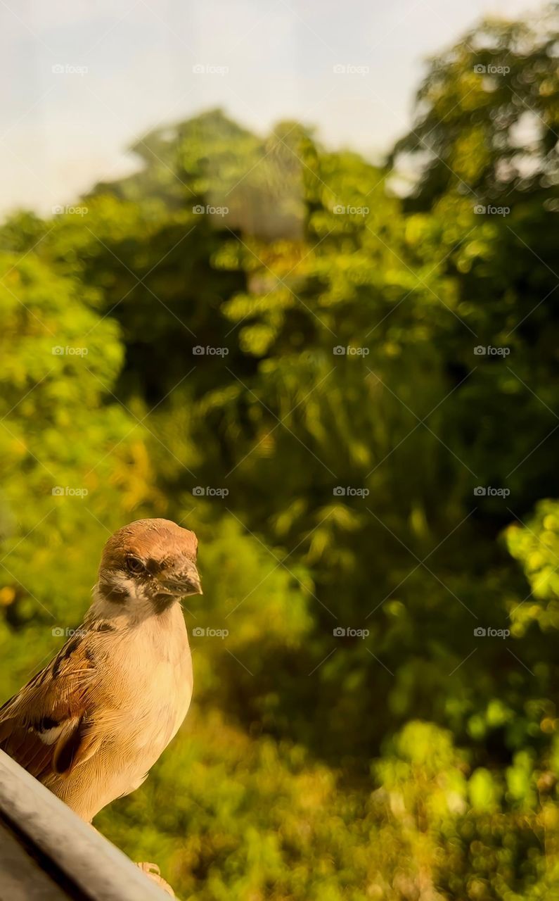 Bird peeping in my window