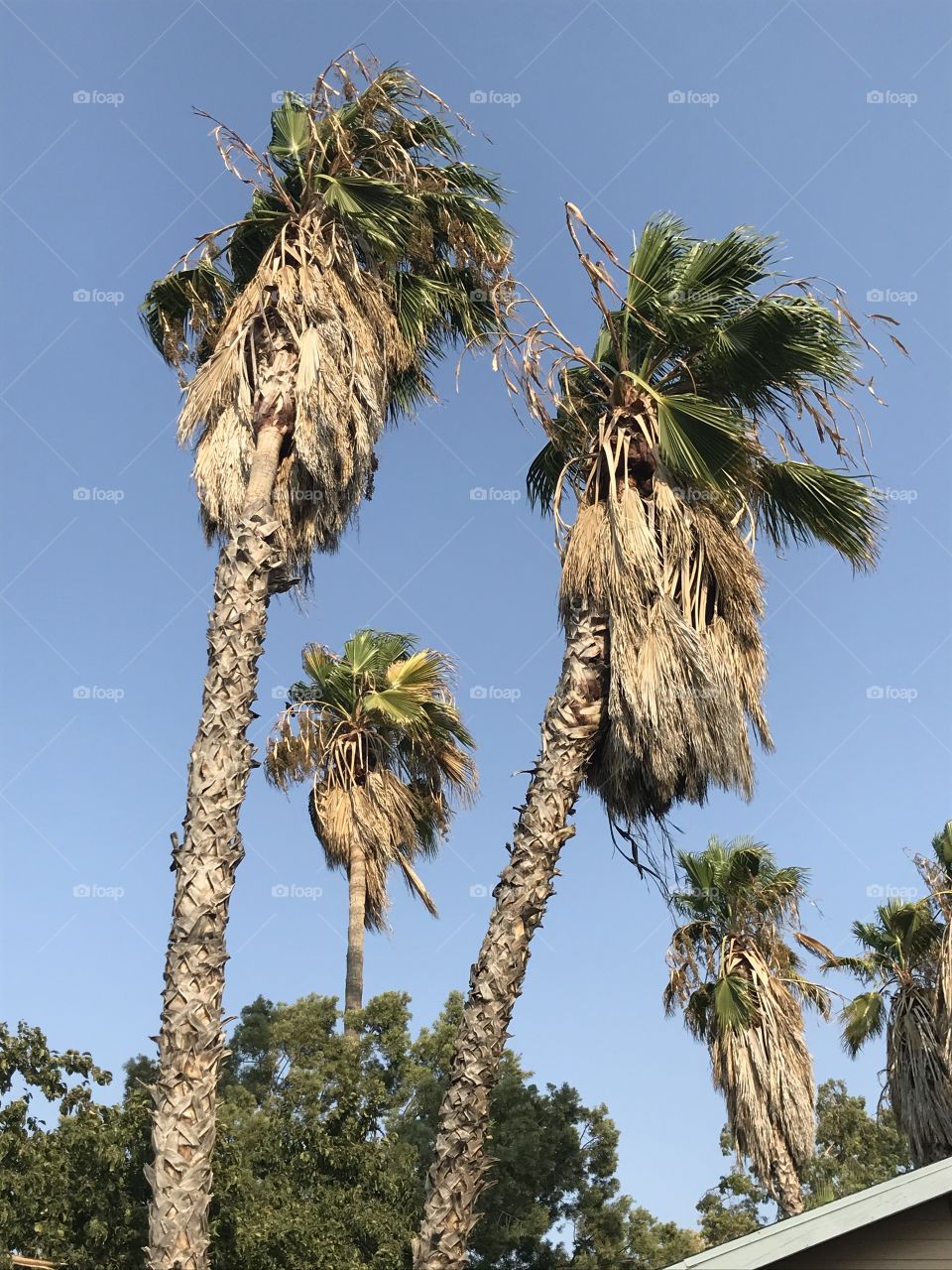 Very tall palm trees in the city. The sight of them would give one a feeling of desire to vacation in a tropical paradise far away from a busy civilization.