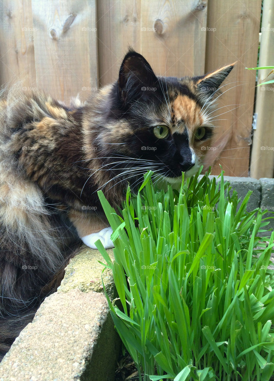 Cat eating grass