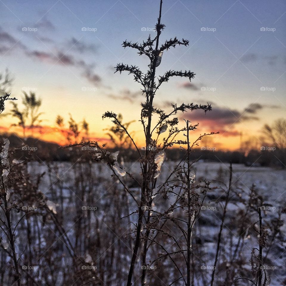 Icy Winter in the Midwest, Icy field in Indiana, Sunset in Winter  