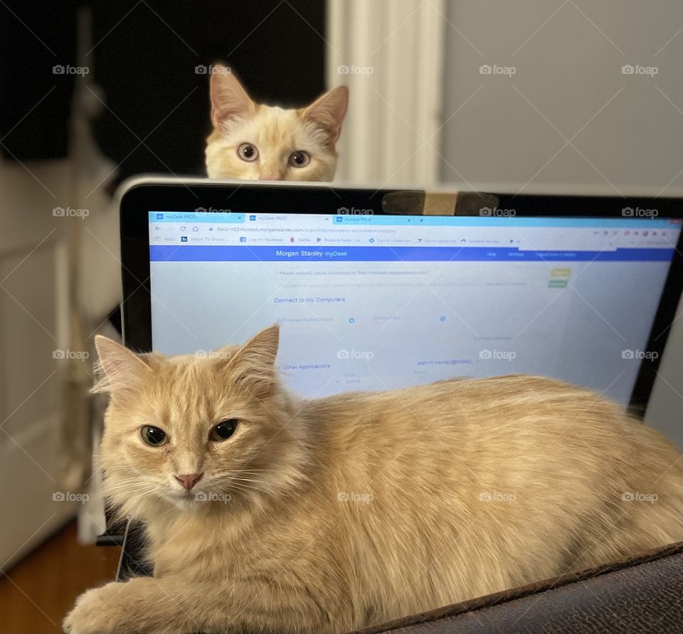 Trying to work remotely 