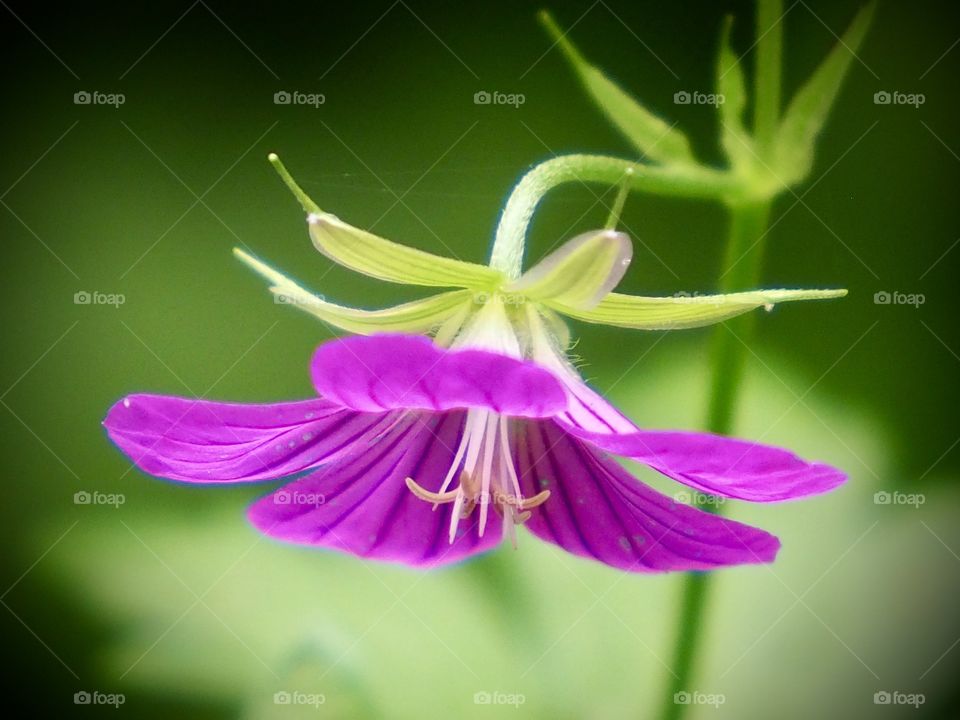 Pink flower in the forest