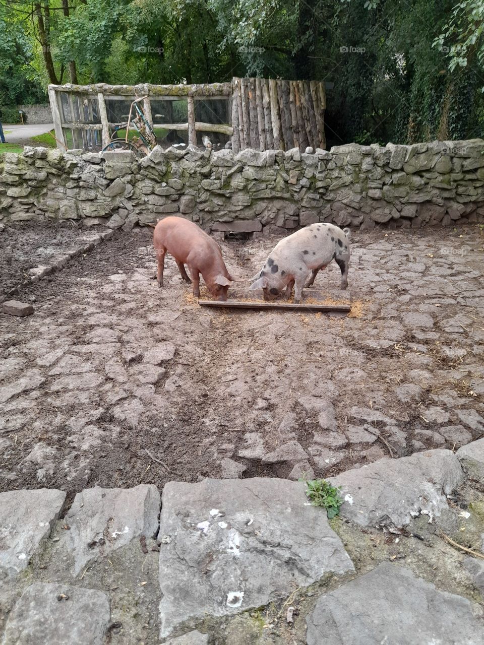 Old Ireland, pigs eating lunch traditional cobbled yard