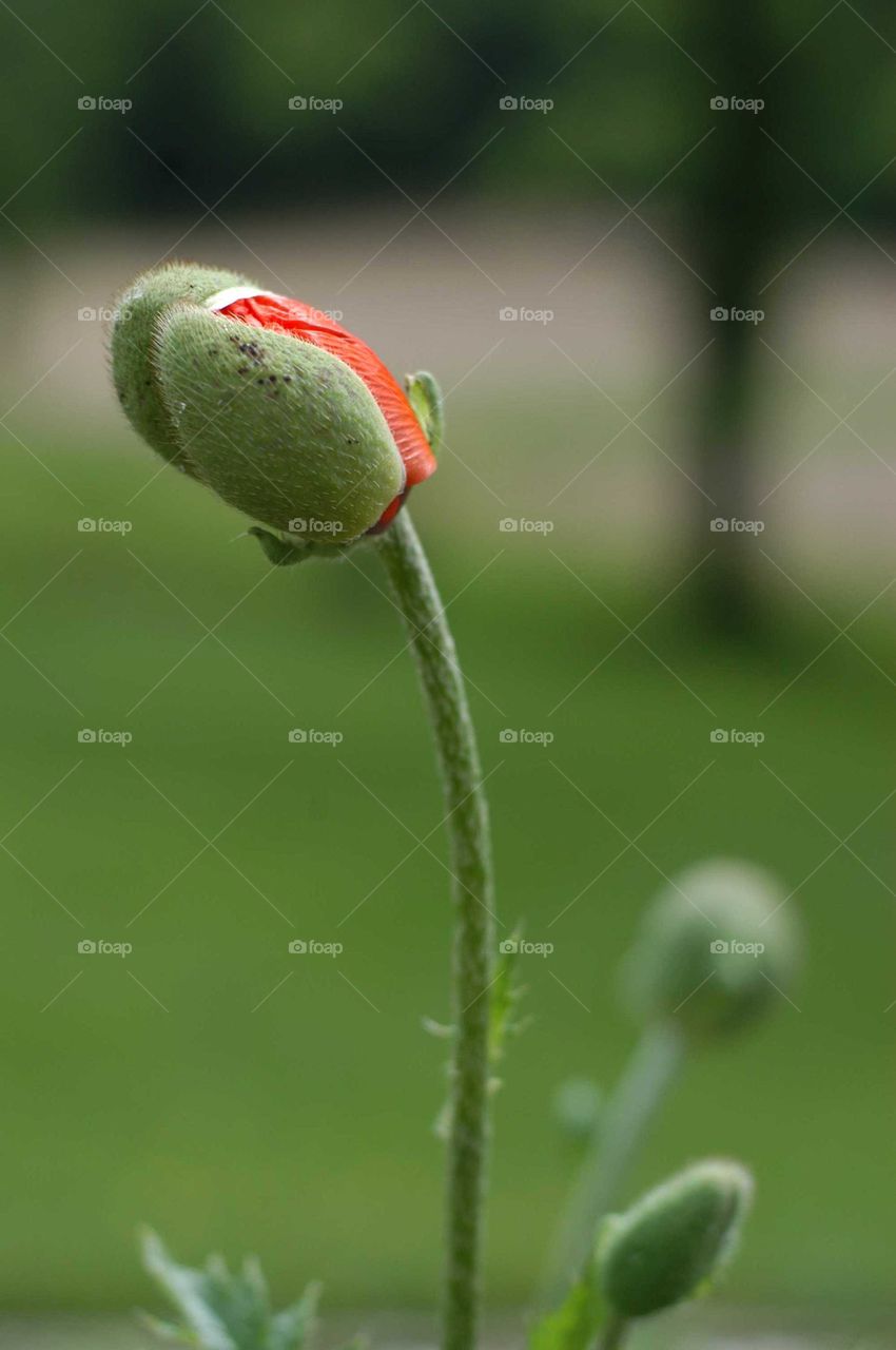 red poppy bud in bloom