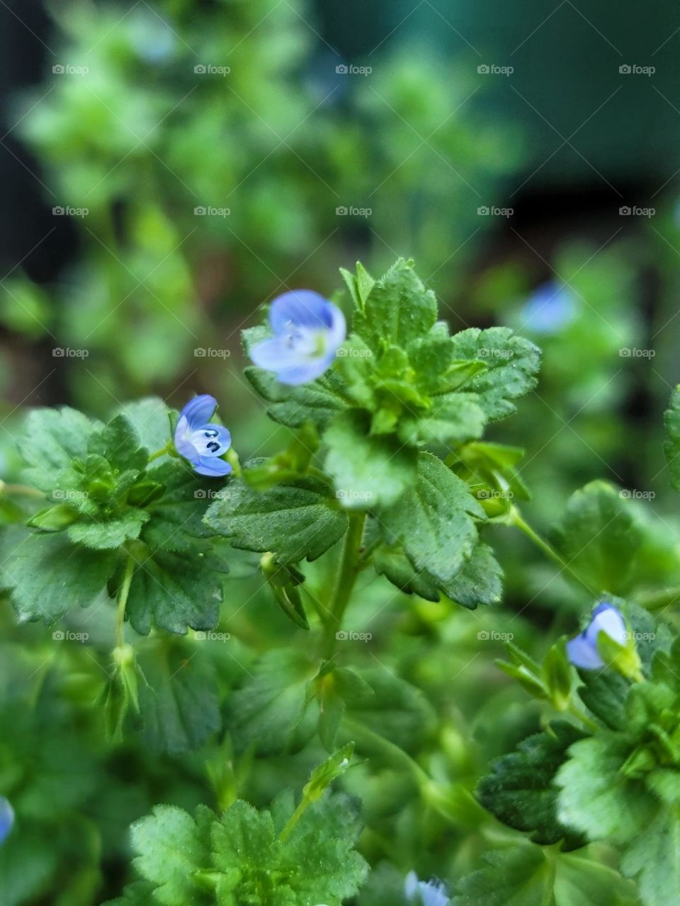 Spring paints the world in vivid hues. Soft pink cherry blossoms, tender green leaves, sunny yellow daffodils, and sky-blue clear days blend into a breathtakingly beautiful palette.