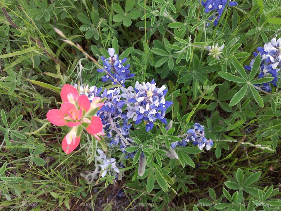 Bluebonnets Bouquet