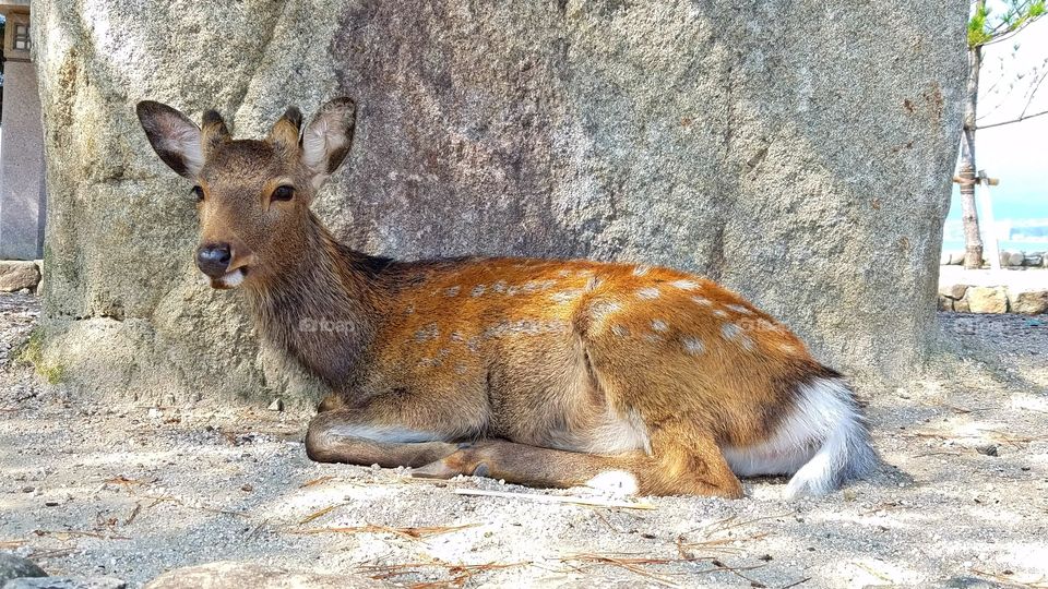 Cute wild deer