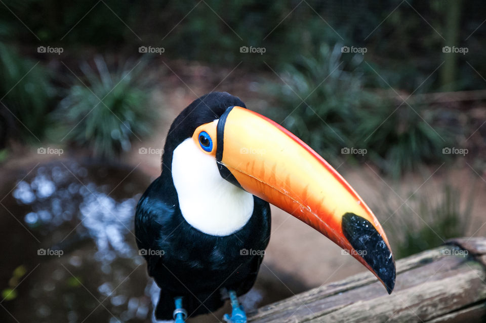 Toucan