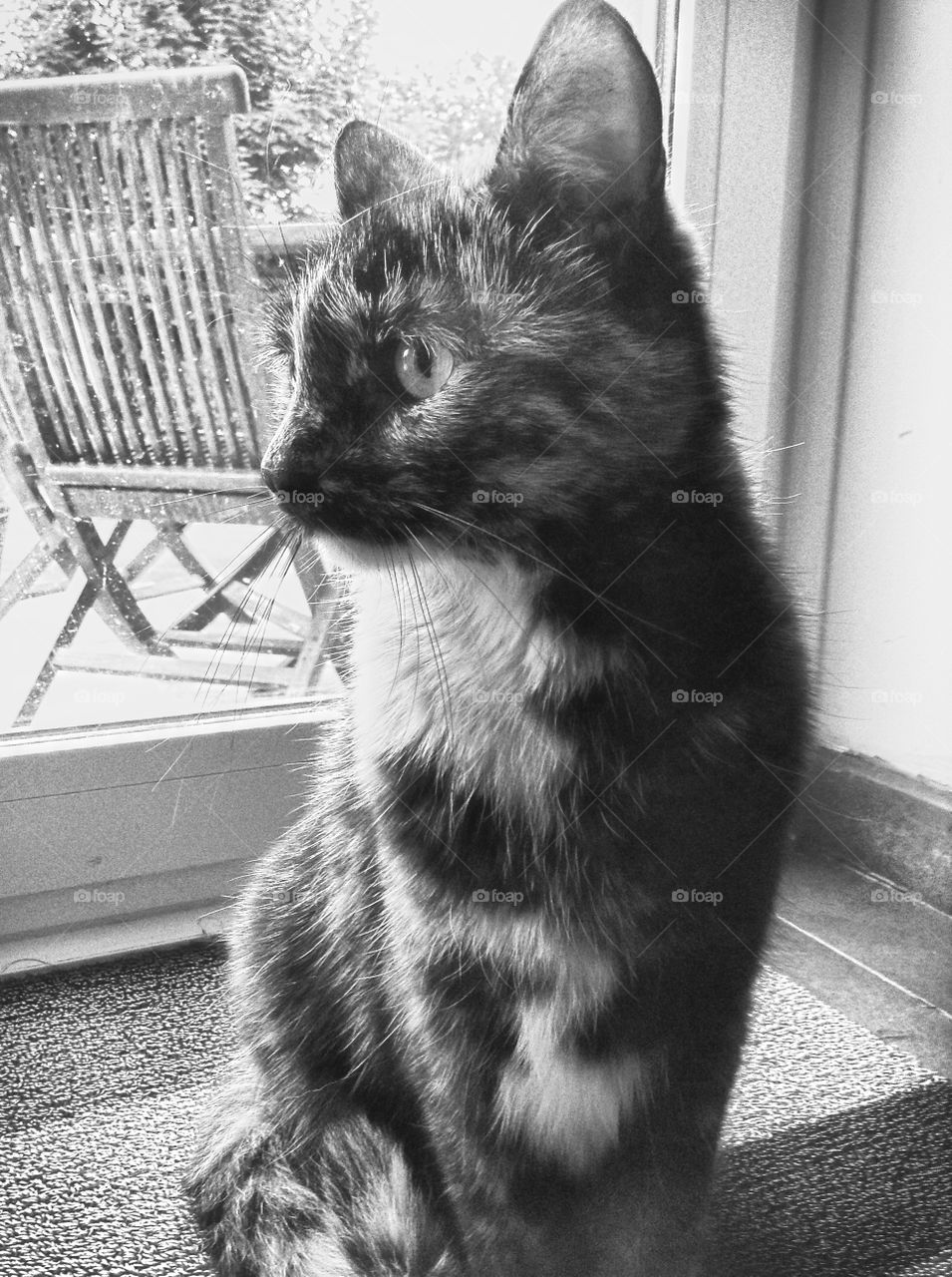 A cat in black and white