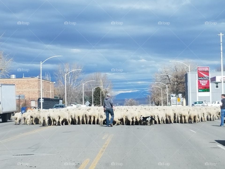 sheep drive through basin wyoming