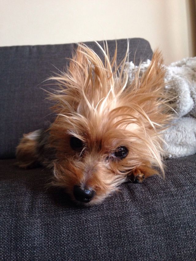 Messy hair. 