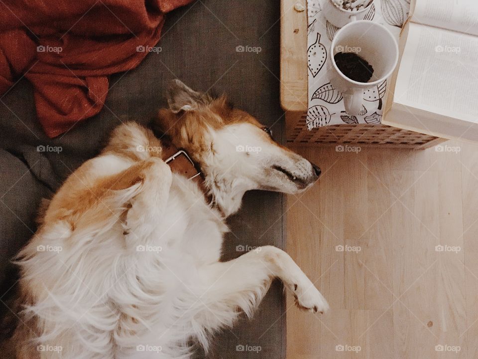 Dog tired of reading