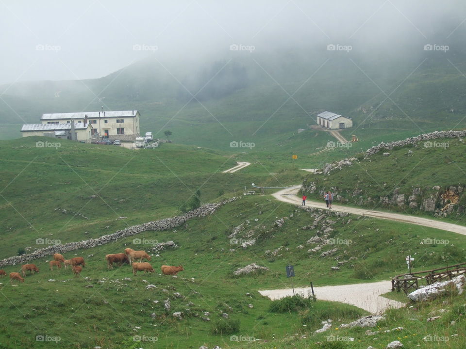 cows in the mountains