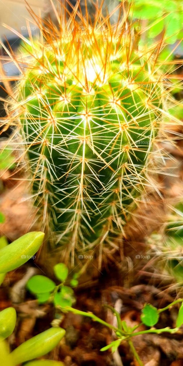 Some cactus species take years to flower.
Exercise patience, as good things make any wait worthwhile.
Algumas espécies de cactos demoram anos para florir.
Exercite a paciência, pois as coisas boas fazem qualquer espera valer a pena.