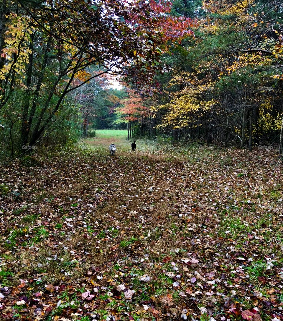 Two dogs leading the way 
