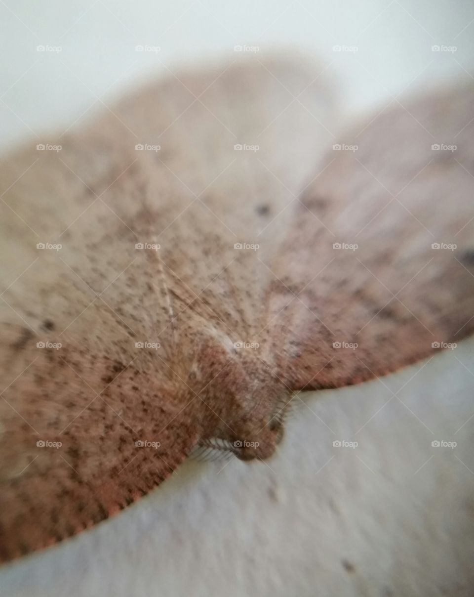 Faded Moth