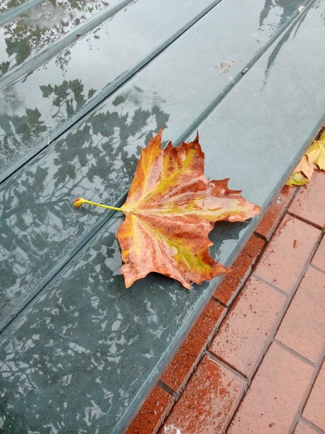 maple leaves
