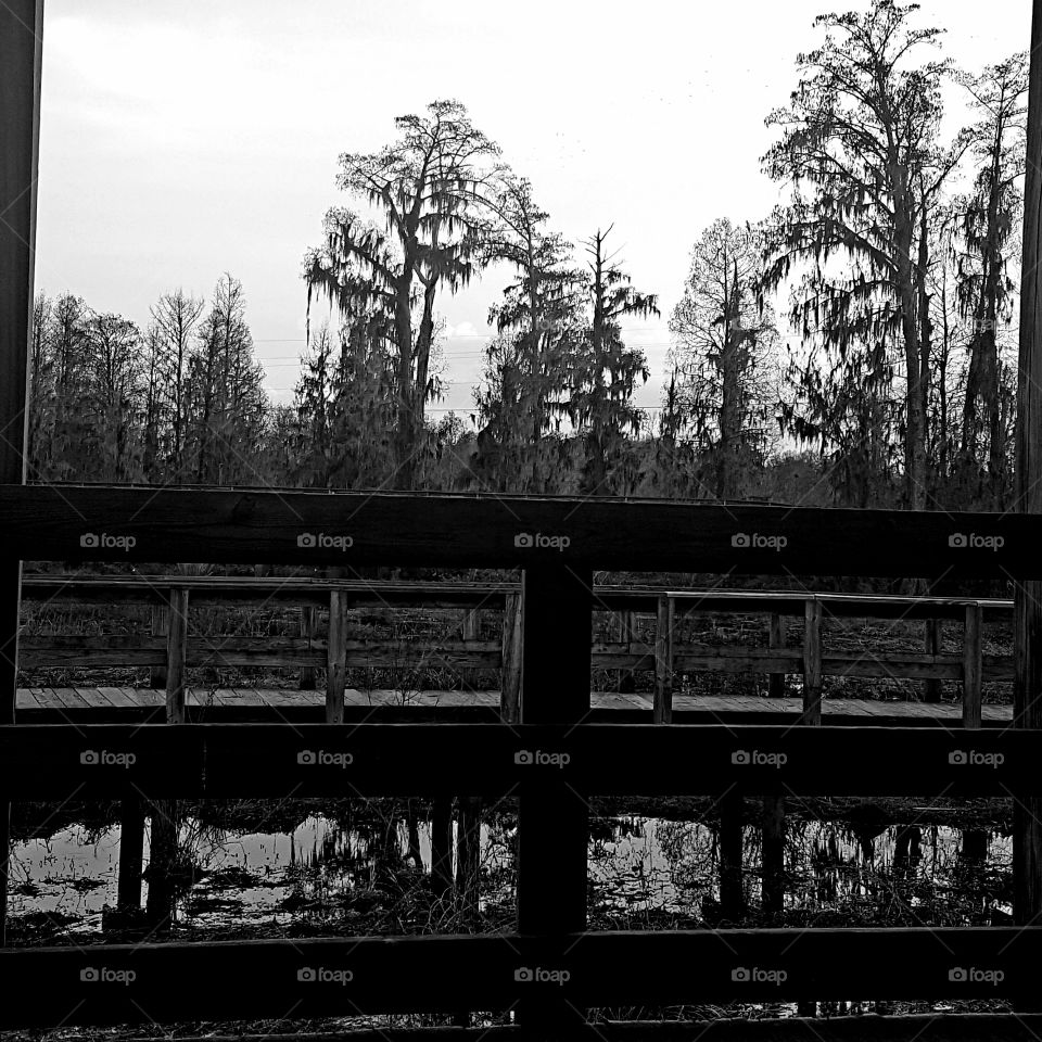 The view
Resting while hiking through Phinizy Swamp Georgia enjoying the view
and the relaxing calm of nature