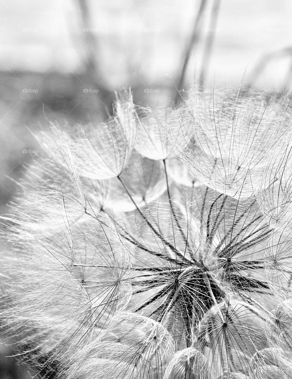Black and white close up of flower