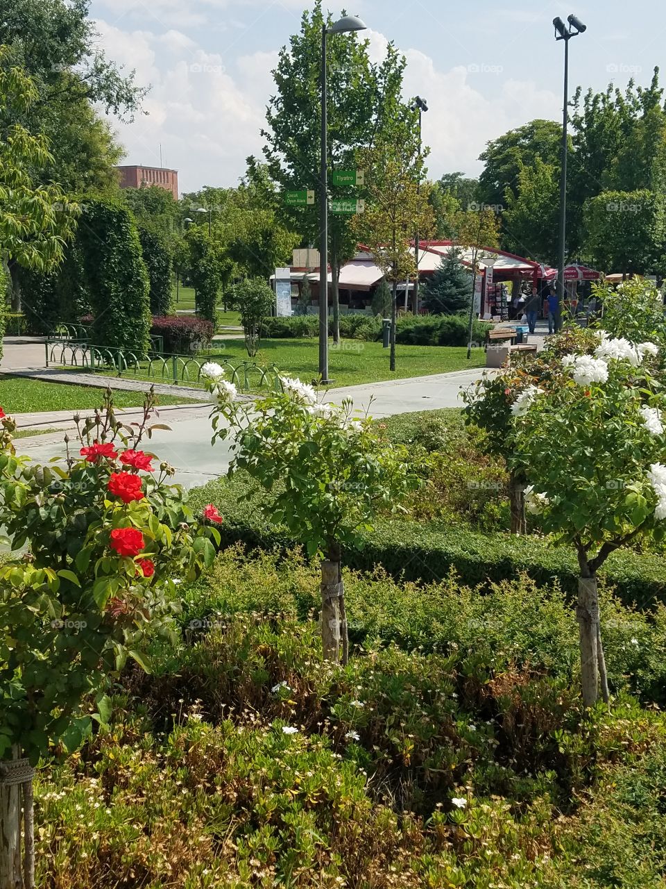 flower bushes in a park in Ankara Turkey