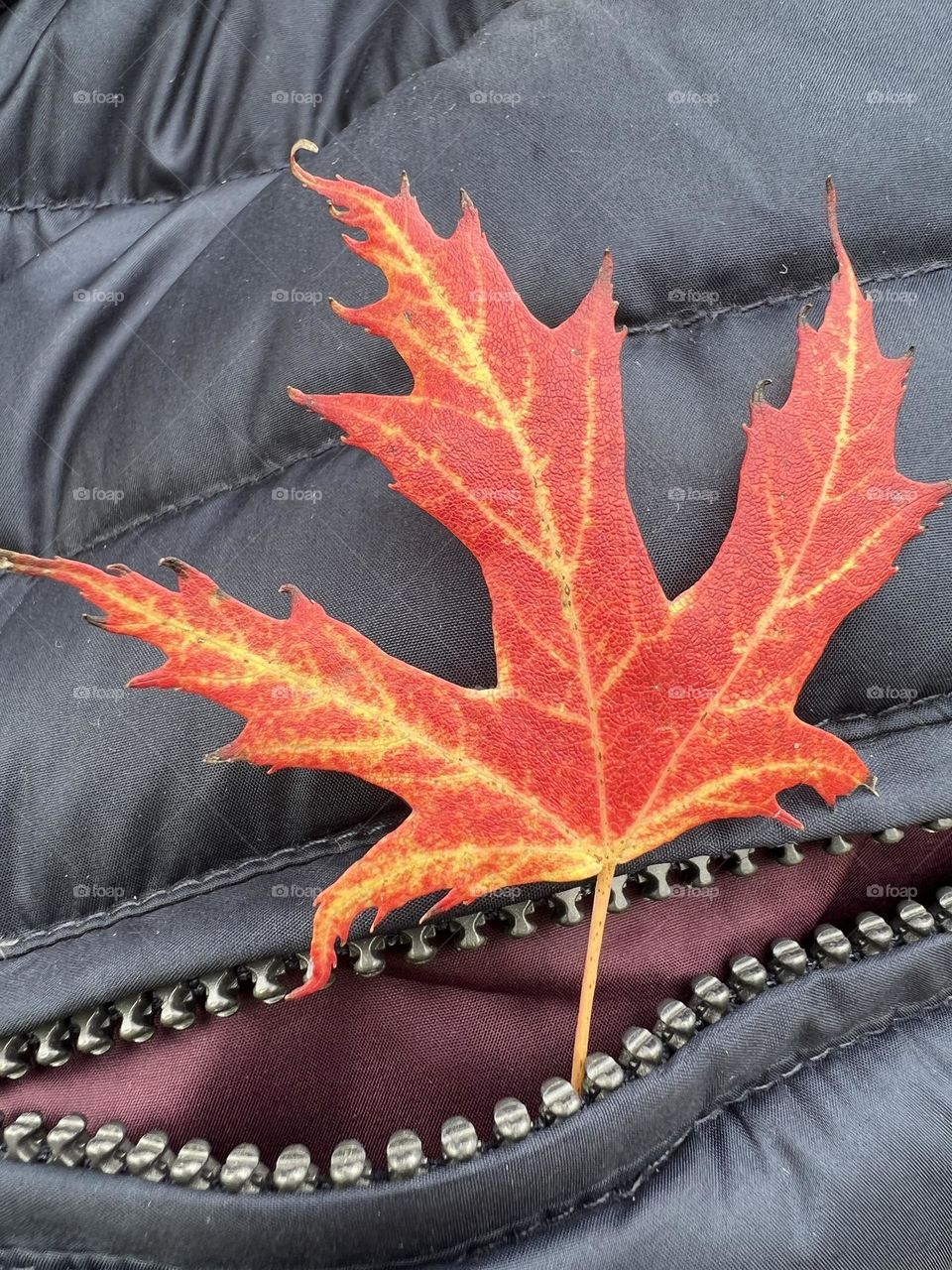 Red and yellow leave going out to zip 