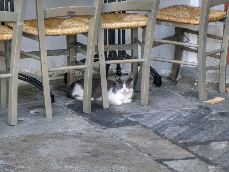 bar cat