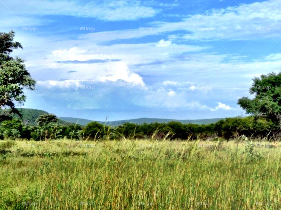 green nature blue grass by llotter