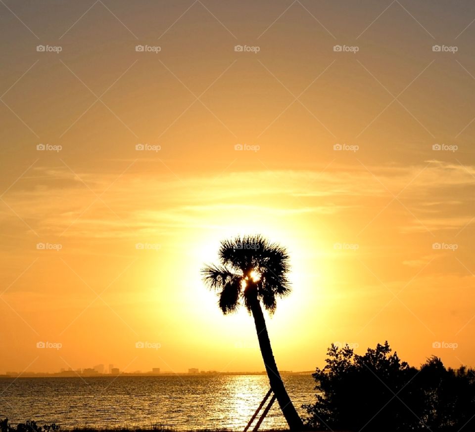 The Golden Hour...Sunset around a palm tree